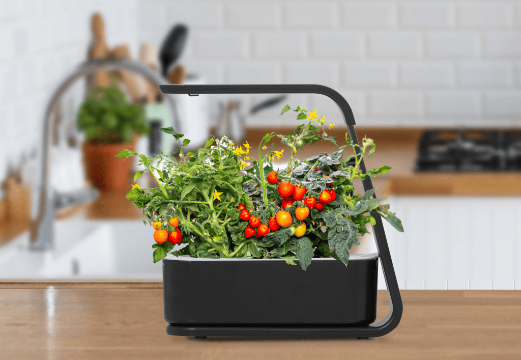 Best Things to Grow in an Aerogarden