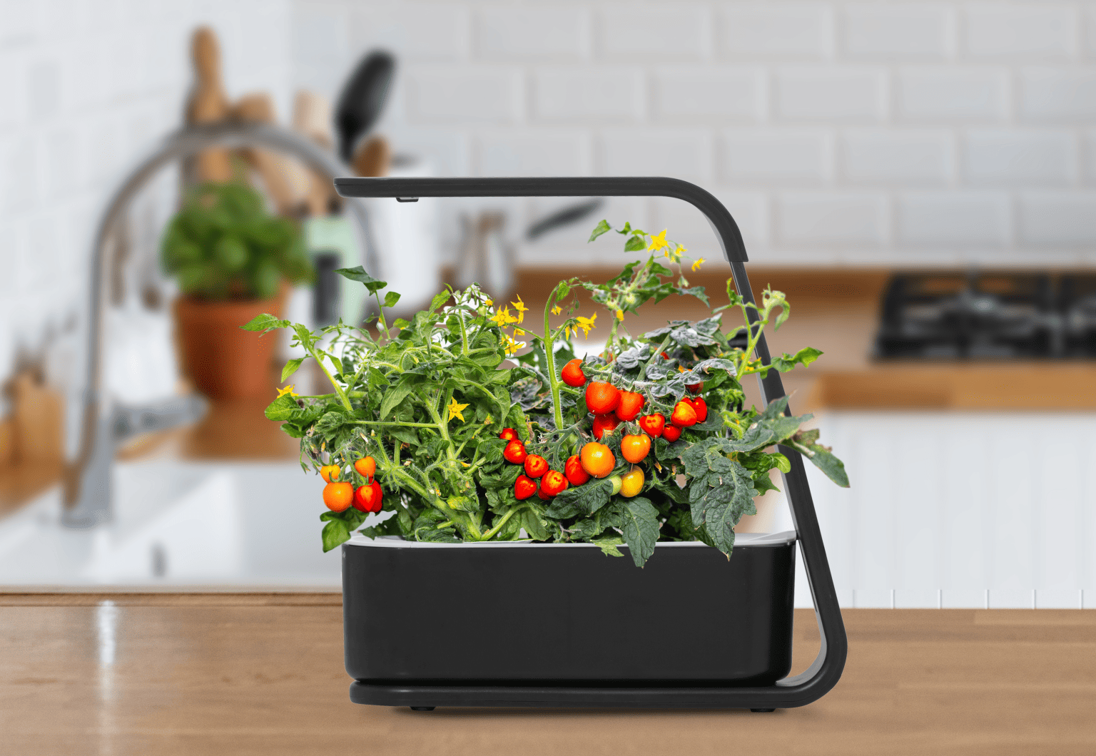 10 Best Things to Grow in an Aerogarden Eldercare Digest